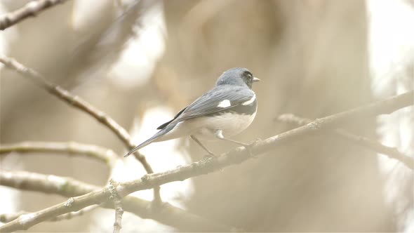 A Black-Throated Blue Warbler Perched On A Tree Branch, Song Bird Of North America. cute little bird alt