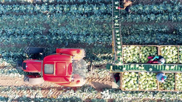 Combine is Riding While Farmers are Loading Cabbage Into It alt