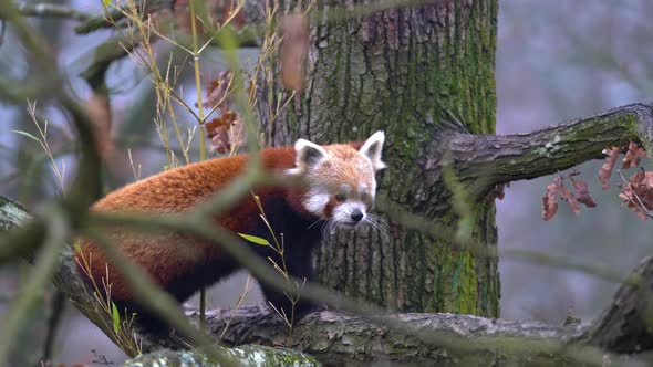 The red panda (Ailurus fulgens) climbs a tree alt
