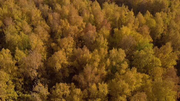 Autumn yellow forest alt