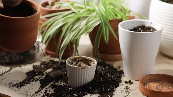 Man Planting Flowers in a Pot on His Appartment alt