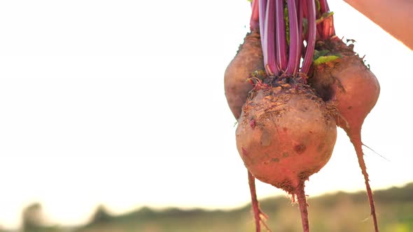 Organic Beet Harvest Harvesting Vegetables on an Agricultural Field alt