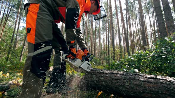 Lumberjack Is Using a Chainsaw To Cut a Pine. Deforestation, Forest Cutting Concept. alt