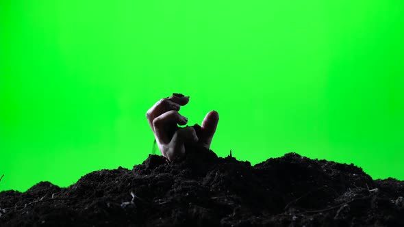 Zombie Woman Hand Emerging From the Ground Grave. Halloween Concept. Green Screen. 004 alt