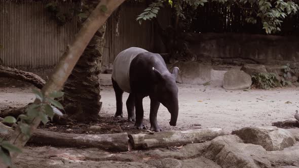 Nature Wild Life Animal Cute Malayan Tapir Walking Around alt