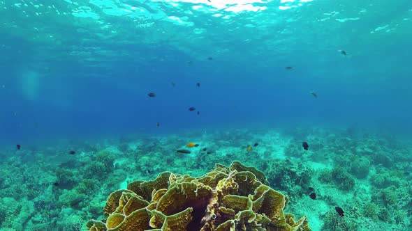 Coral Reef and Tropical Fish. Panglao, Philippines alt