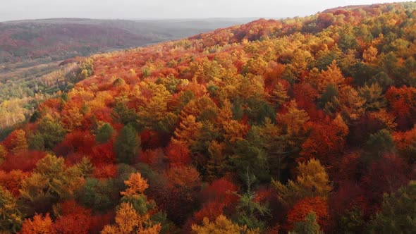 Aerial shot: Amazing Autumn Foliage Forest with red, orange, yellow and green colors.