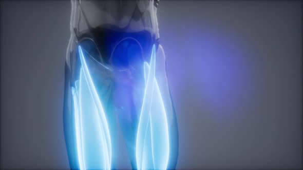 Thigh Muscles - Visible Muscle Anatomy Map alt