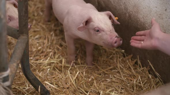 Pigs, Piglets on Livestock Farm alt